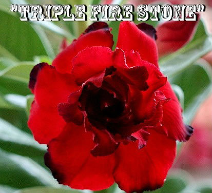 (image for) Adenium \'Triple Fire Stone\' 5 Seeds